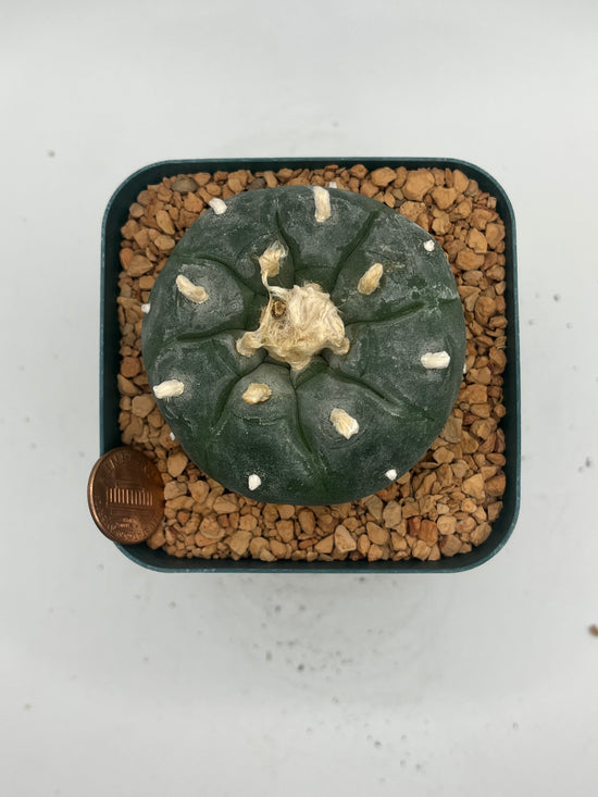 Button Cactus