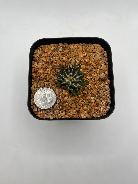 Ariocarpus kotschoubeyanus var. elephantidens