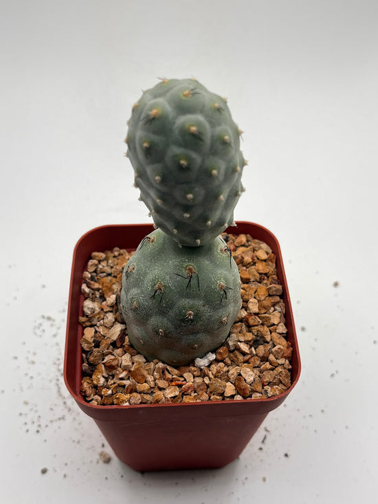 Tephrocactus Geometricus (Dragon Egg)