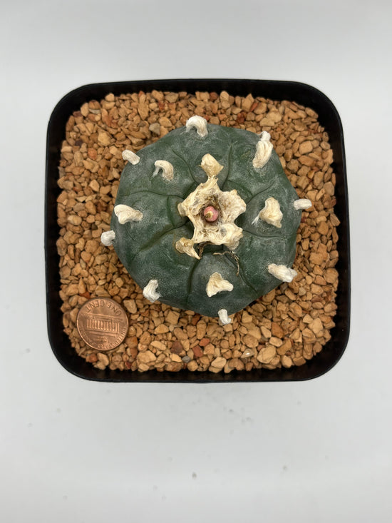 Button Cactus