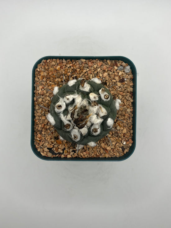 turbinicarpus jauernigii
