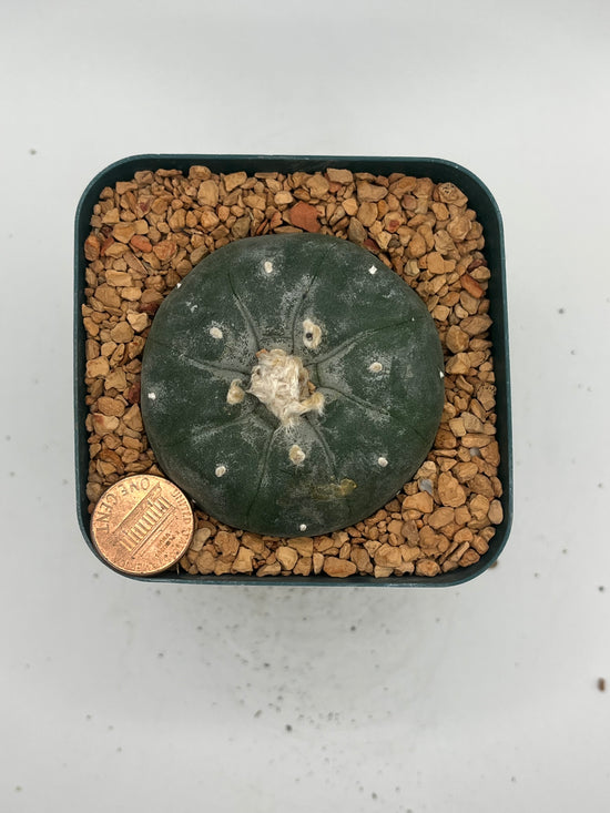 Button Cactus