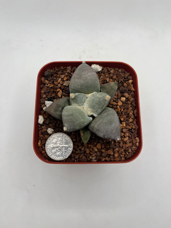 Ariocarpus Retusus brevituberosus