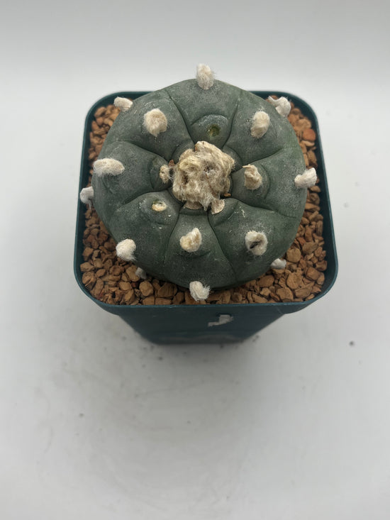 Button Cactus