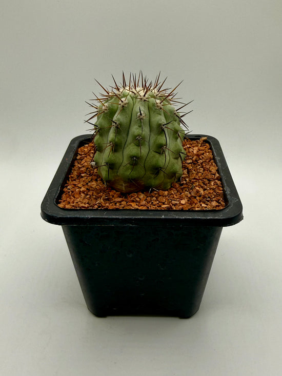 Copiapoa columna-alba