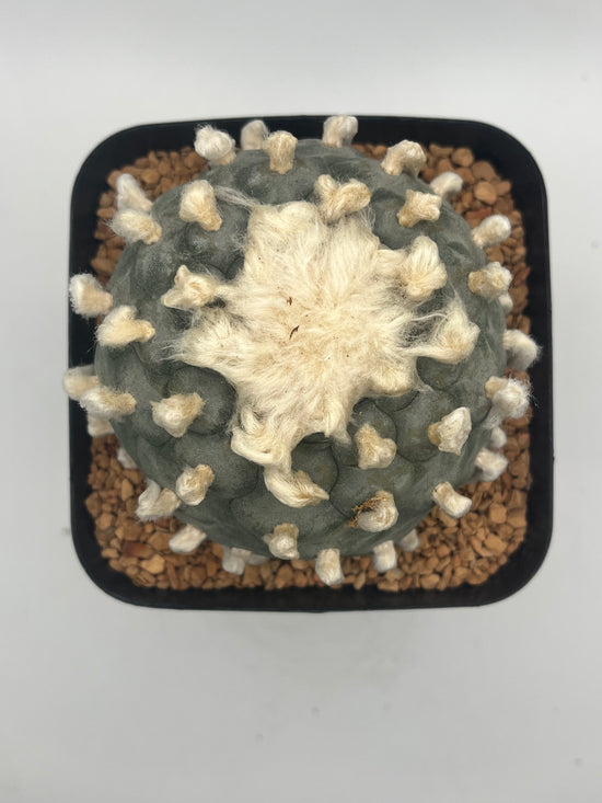 Button Cactus