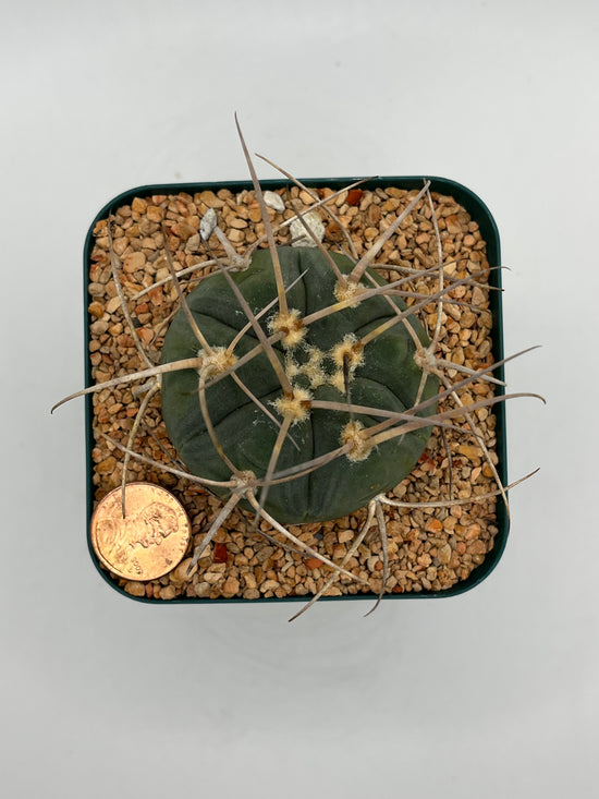 Gymnocalycium spegazzinii