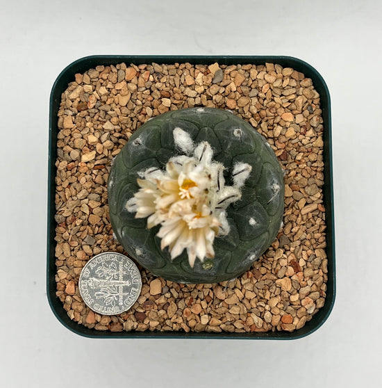 turbinicarpus jauernigii