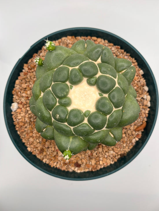 coryphantha elephantidens inermis w/ pups
