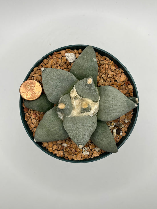 Ariocarpus Retusus
