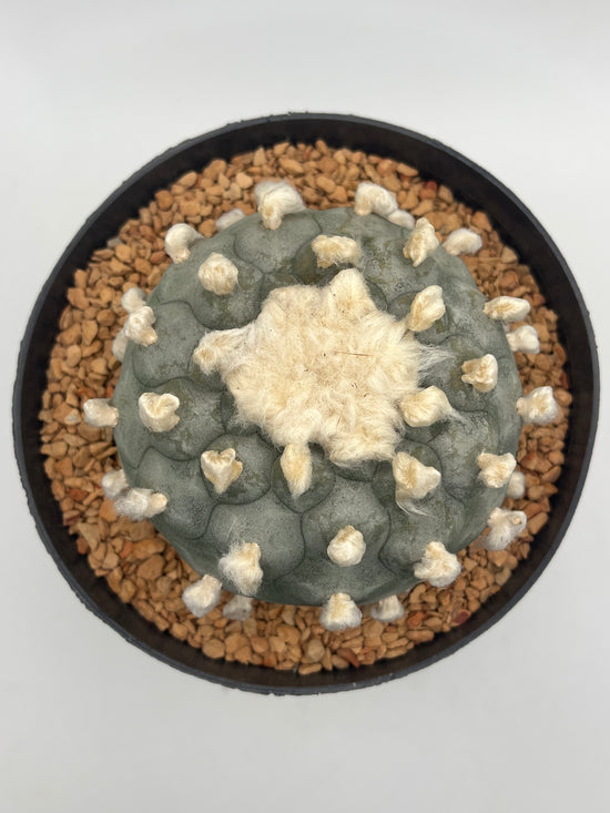 Button Cactus