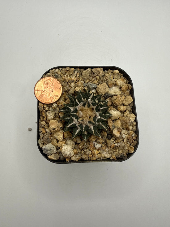 Ariocarpus kotschoubeyanus