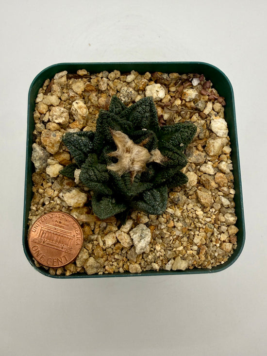 Ariocarpus hintonii