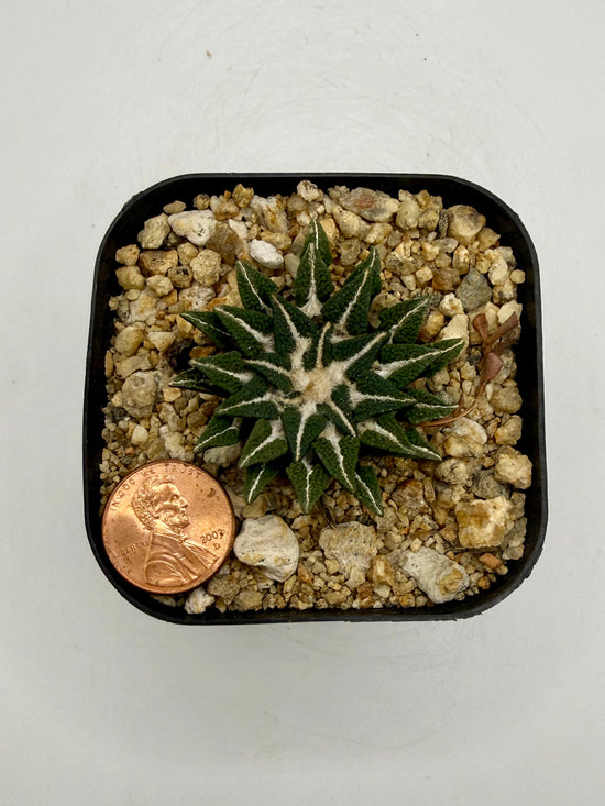 Ariocarpus kotschoubeyanus