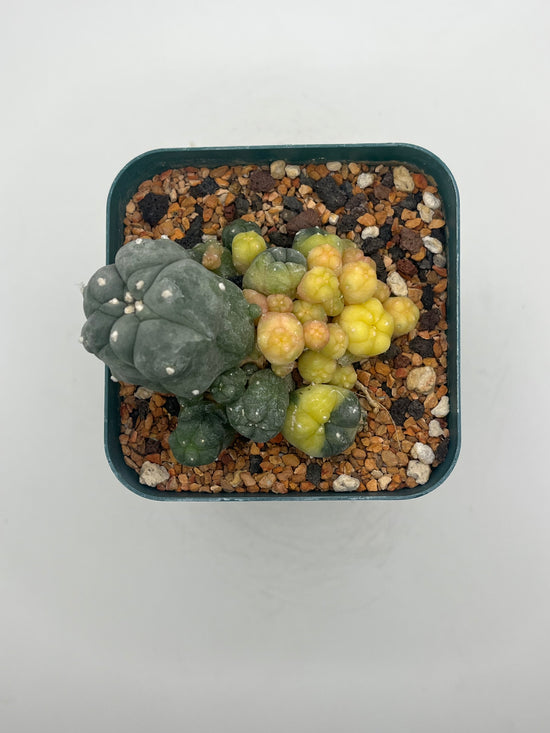 Variegated Button Cactus