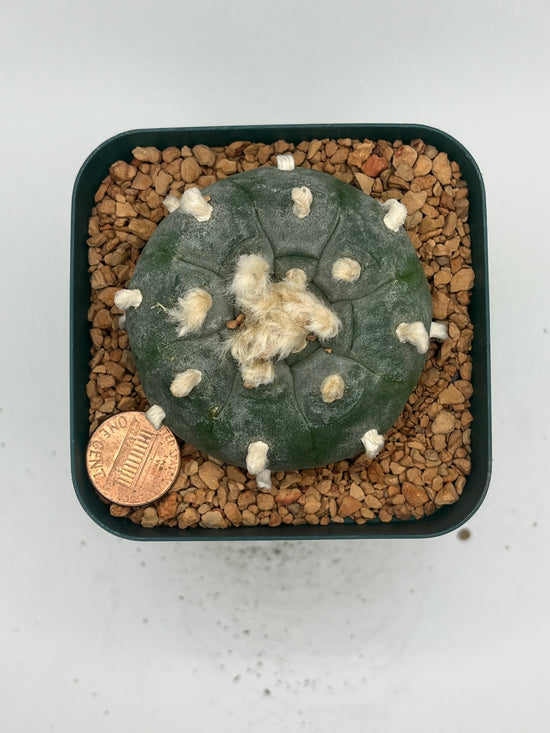 Button Cactus