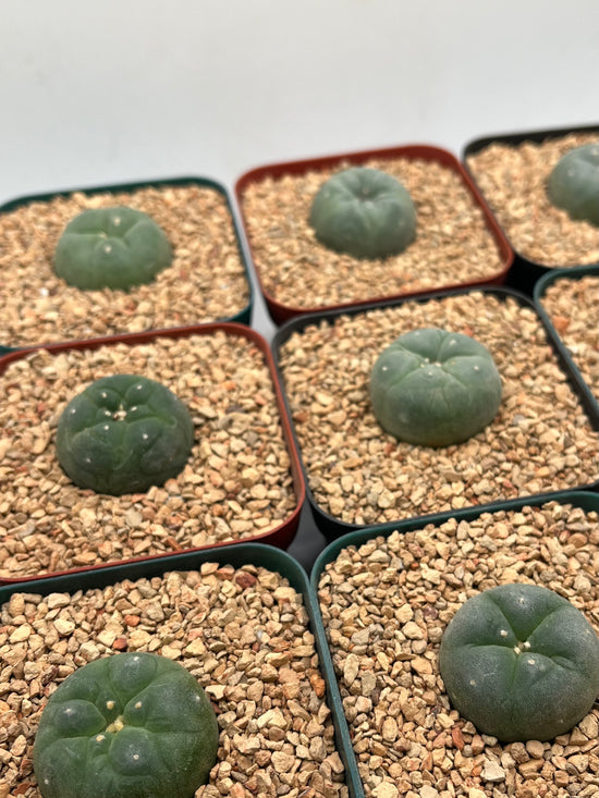 L. fricii Button Cactus