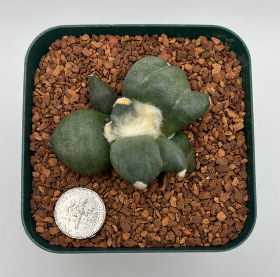 Ariocarpus cv. maruibo trifinger