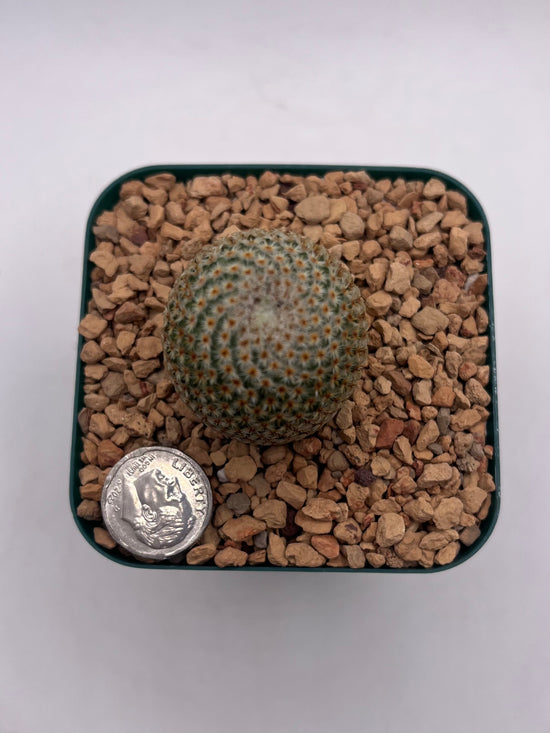 Mammillaria Crucigera