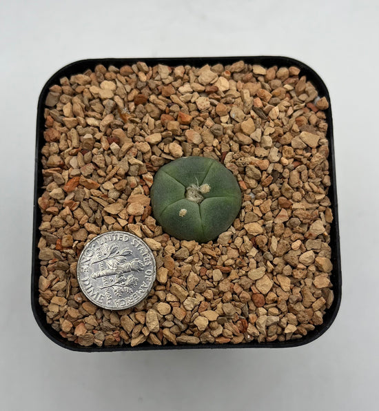 L. alberto-vojtechii