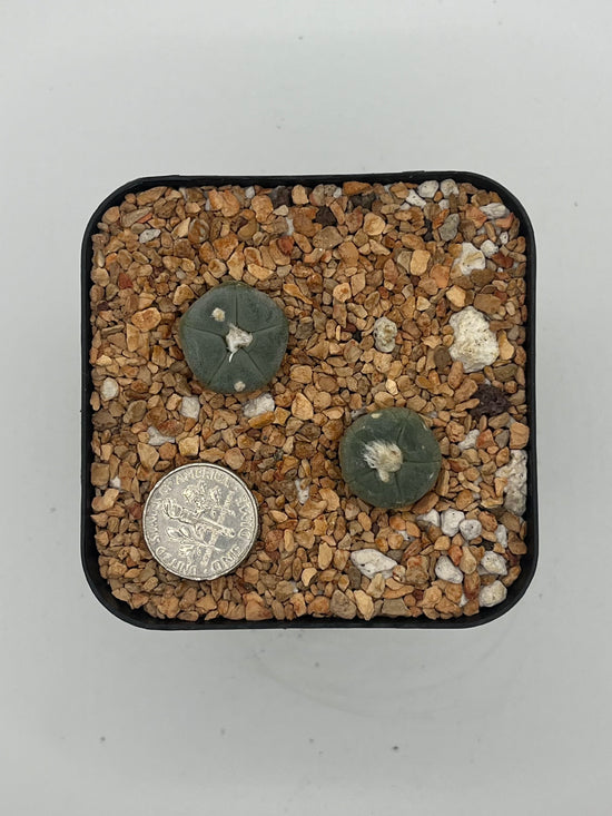 L. alberto-vojtechii 2 pack