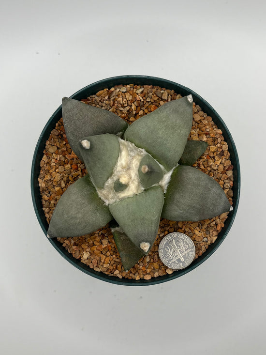 Ariocarpus Retusus