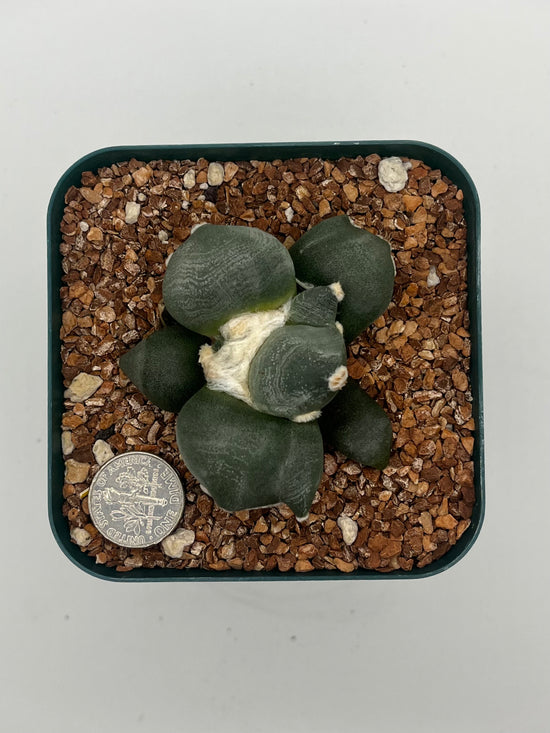 Ariocarpus cv. maruibo trifinger