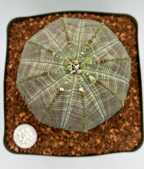 Euphorbia obesa (female)