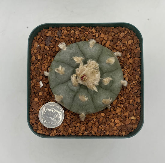 LW var. Los Tecolotes