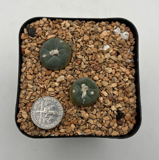 L. alberto-vojtechii 2 pack