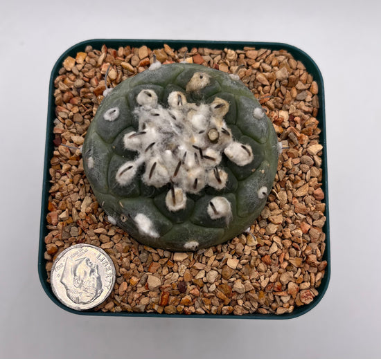 turbinicarpus jauernigii