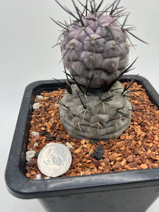 Tephrocactus Geometricus Diablo