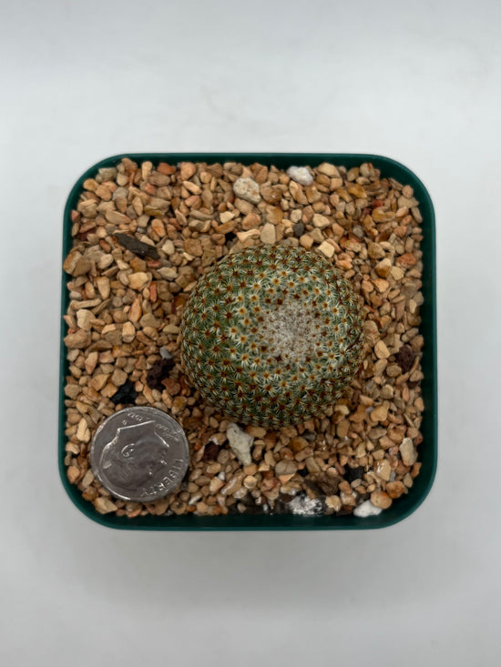 Mammillaria Crucigera