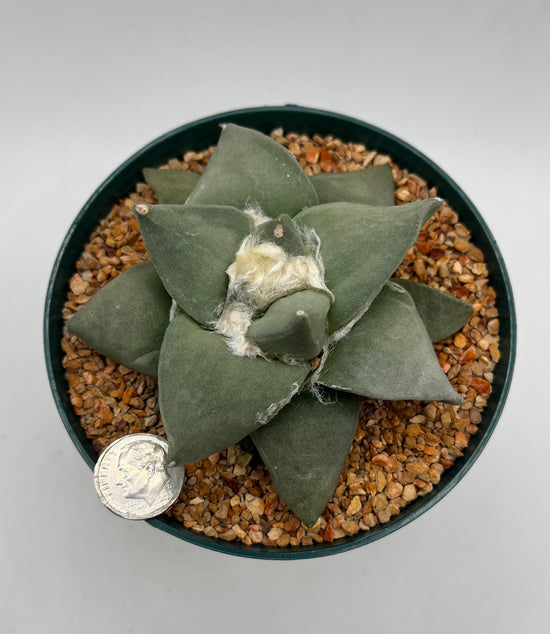 Ariocarpus Retusus