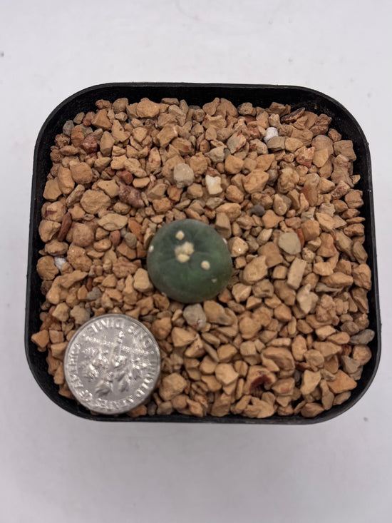 L. alberto-vojtechii