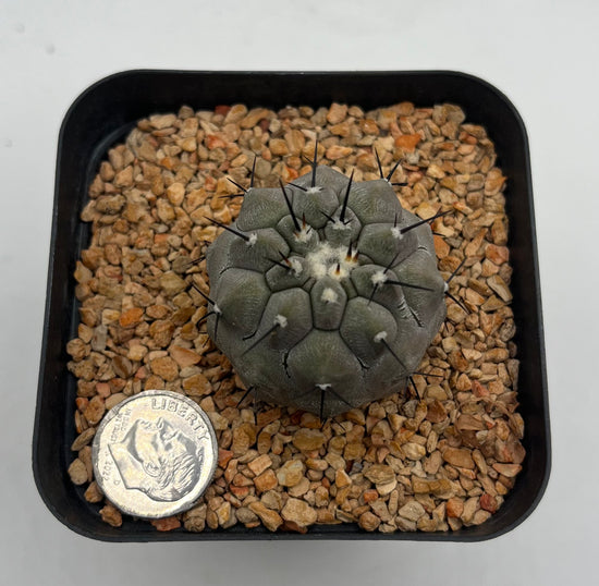 Copiapoa cinerea