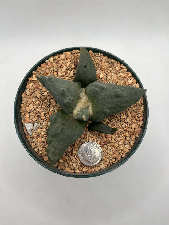 Ariocarpus Retusus cv Cauliflower