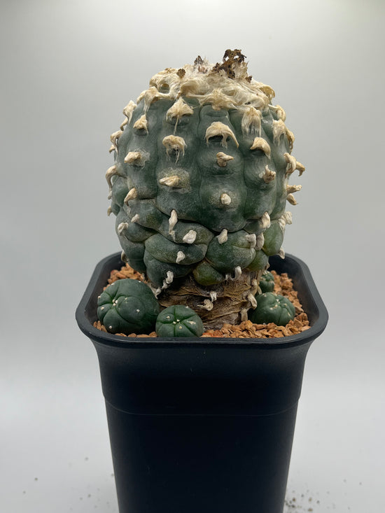 Button Cactus with pups