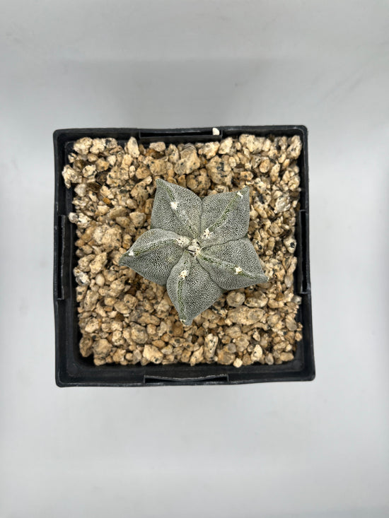 Astrophytum Coahuilense