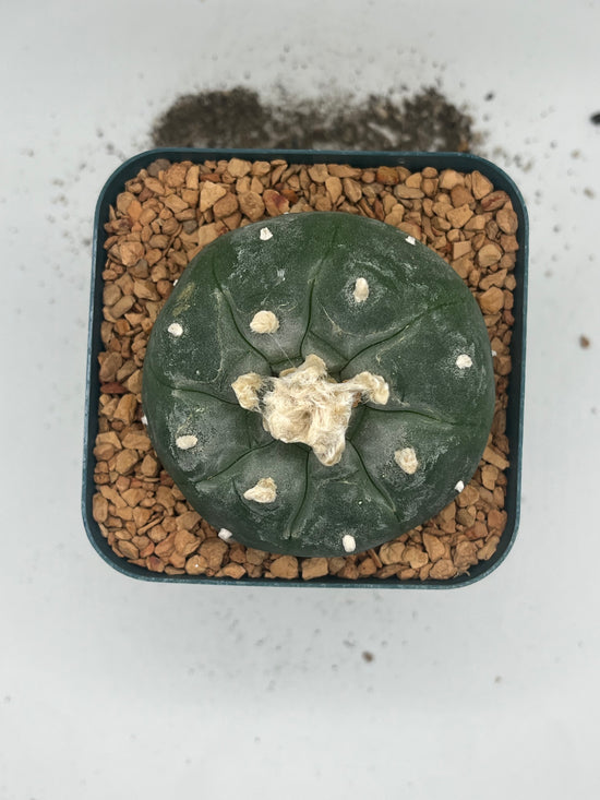 Button Cactus