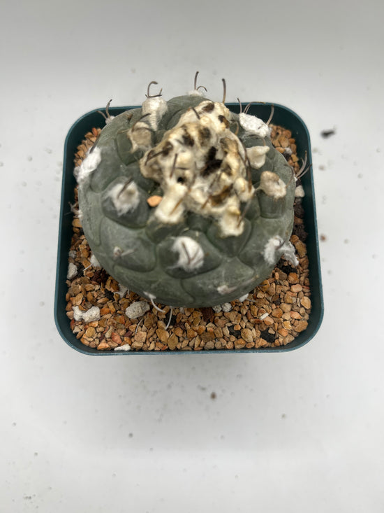 turbinicarpus jauernigii