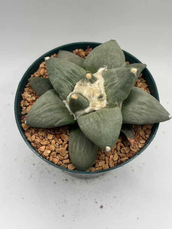Ariocarpus Retusus