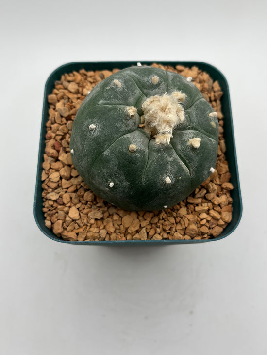Button Cactus