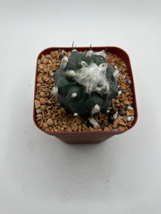 Turbinicarpus lophophoroides × jauernigii