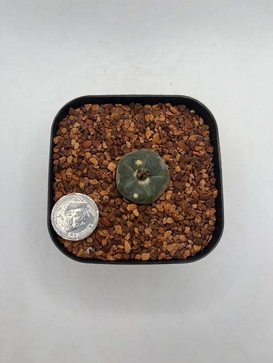 L. alberto-vojtechii