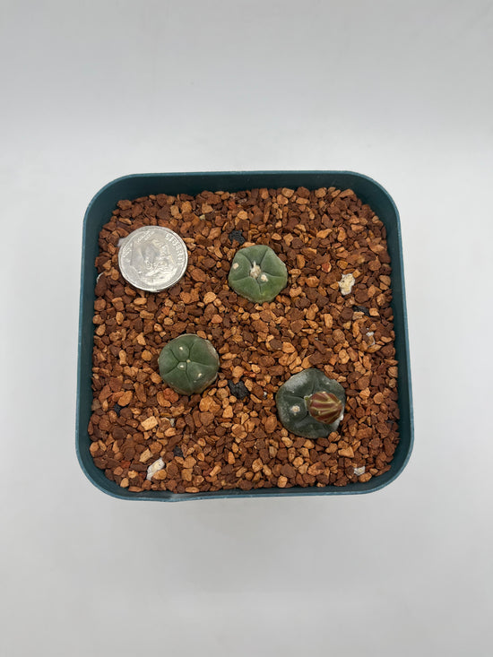 L. alberto-vojtechii (3 pack)