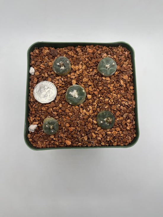 L. alberto-vojtechii (5 pack)