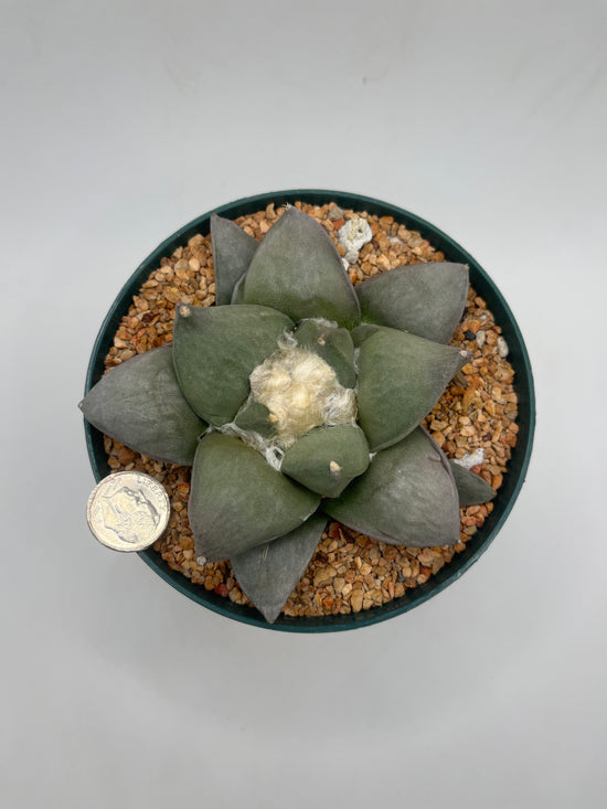 Ariocarpus Retusus