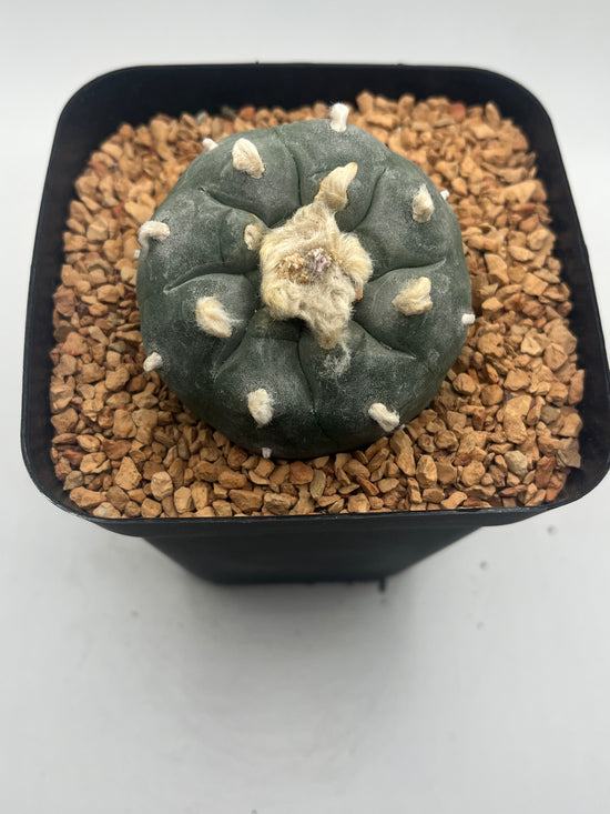 Button Cactus