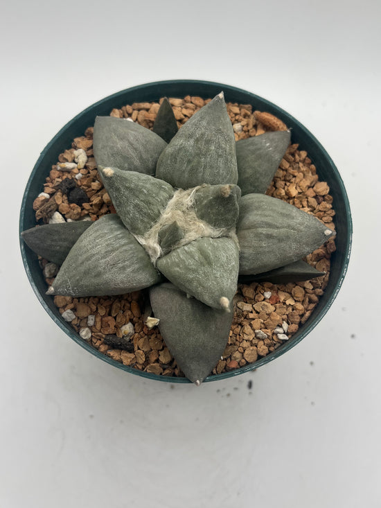 Ariocarpus Retusus